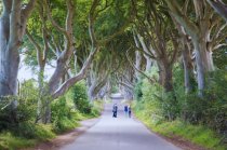 People at dark hedges